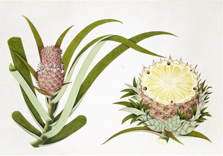 Anglo-Indian Botanicals I