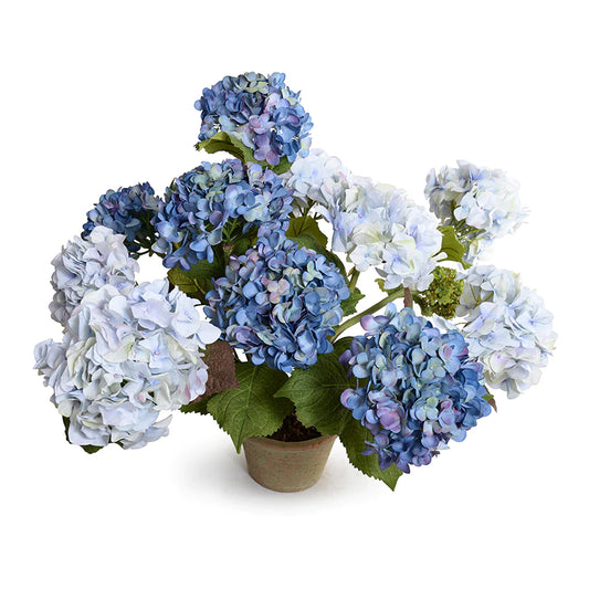 Large Hydrangea Bush