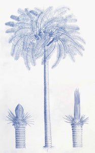 Malabar Garden Blue Palms