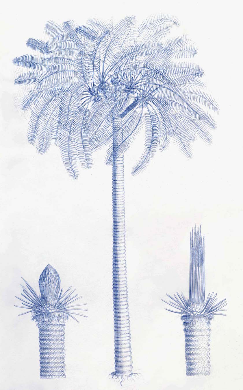 Malabar Garden Blue Palms