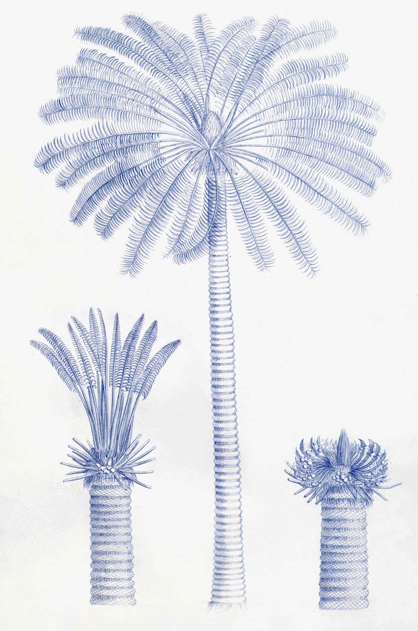 Malabar Garden Blue Palms