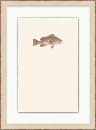 Petite Fish