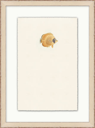 Petite Fish
