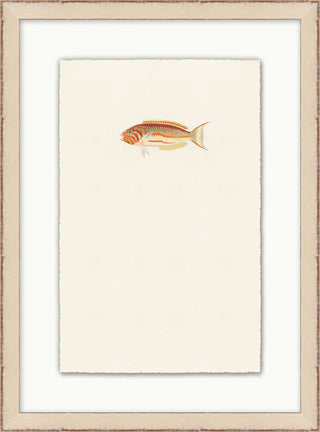 Petite Fish