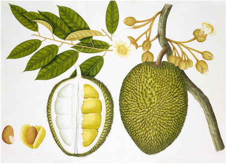 Anglo-Indian Botanicals II