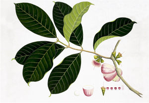 Anglo-Indian Botanicals III