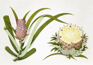 Anglo-Indian Botanicals I