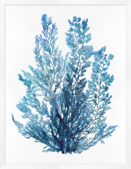 Pressed Seaweed Arrangement in Indigo 1