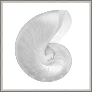 Silver Leafed Shell 3